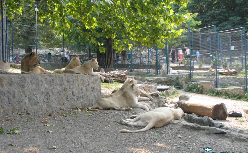 The "white kings" - Superstars of the Belgrade zoo