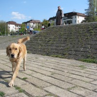 A pooch on the quay