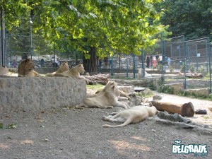 Belgrade zoo, the garden of good hope